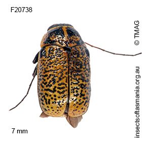 Aporocera erosa