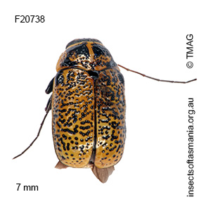 Aporocera erosa