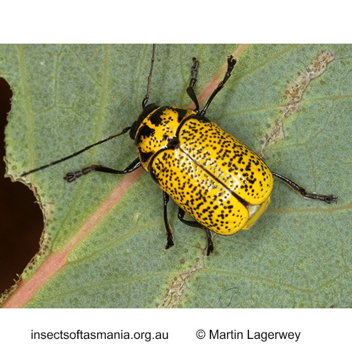 Species image