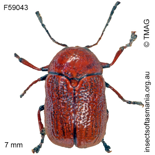 Species image
