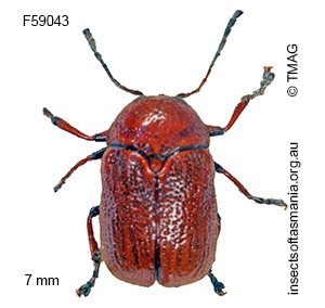 Aporocera haematodes