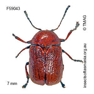 Aporocera haematodes