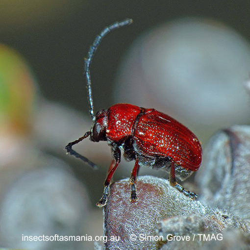Species image