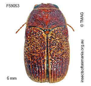 Aporocera rufescens
