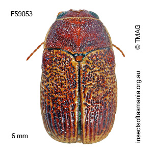 Aporocera rufescens