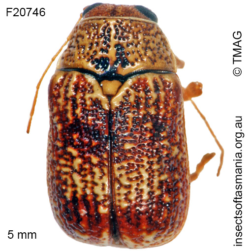 Species image
