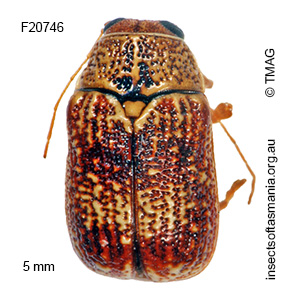 Aporocera melanocephala