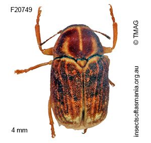 Aporocera tasmanica