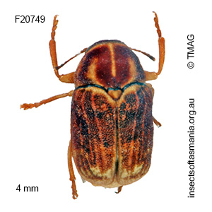 Aporocera tasmanica