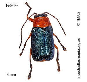Aporocera viridipennis