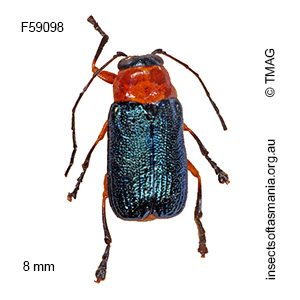 Aporocera viridipennis