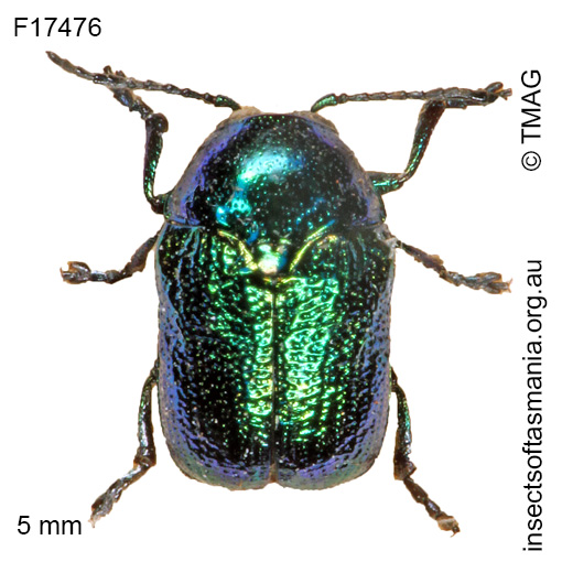 Species image