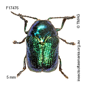 Aporocera argentata