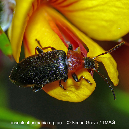 Species image
