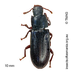 Bassianus colydioides