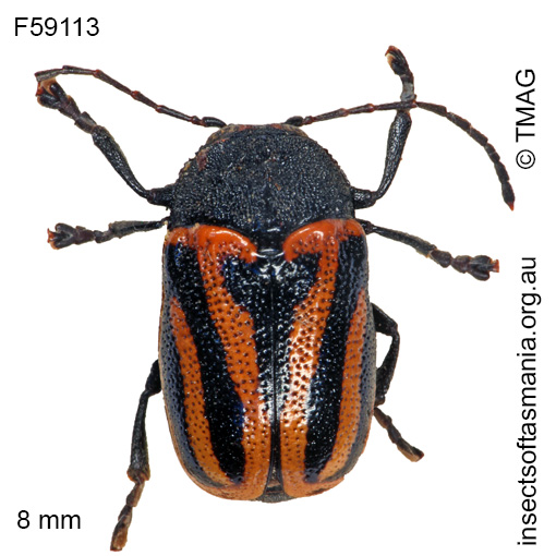 Species image