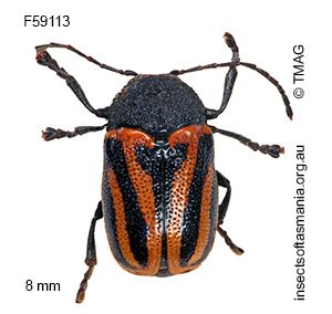 Cadmus australis