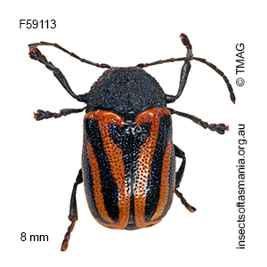 Cadmus australis
