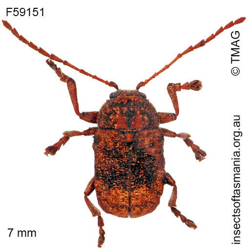 Species image