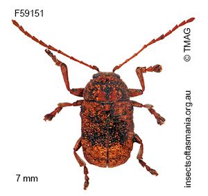 Cadmus cognatus