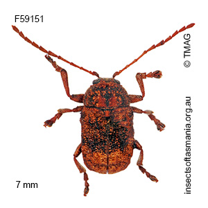 Cadmus cognatus
