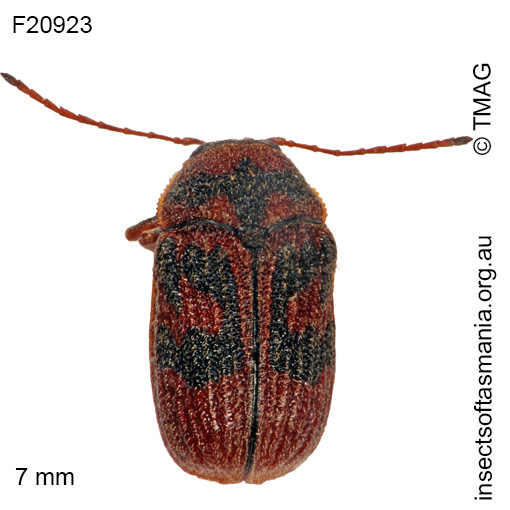 Species image
