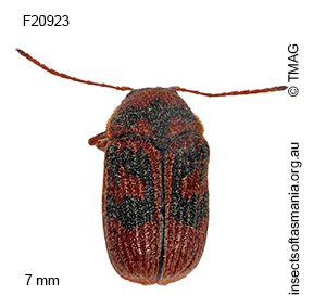 Cadmus crucicollis