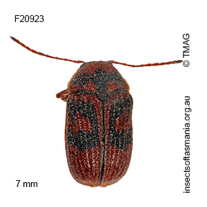 Cadmus crucicollis