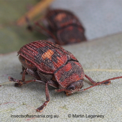 Species image