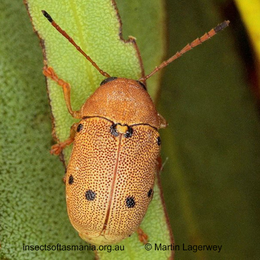 Species image