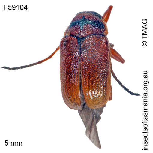Species image