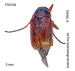 Cadmus fasciaticollis