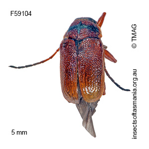 Cadmus fasciaticollis