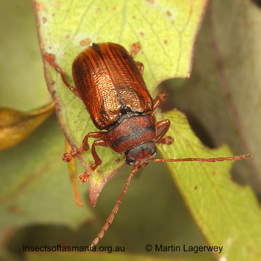 Species image
