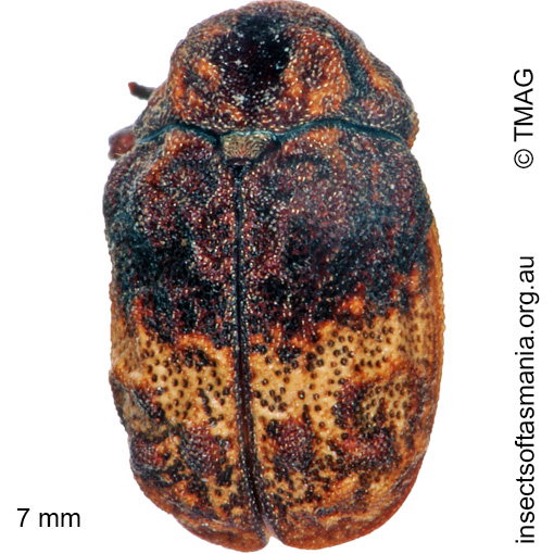Species image