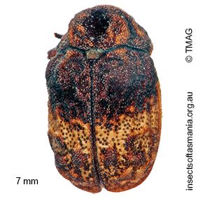 Cadmus ferrugineus