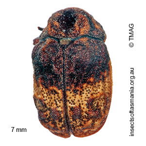Cadmus ferrugineus