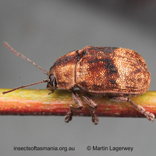 Species image
