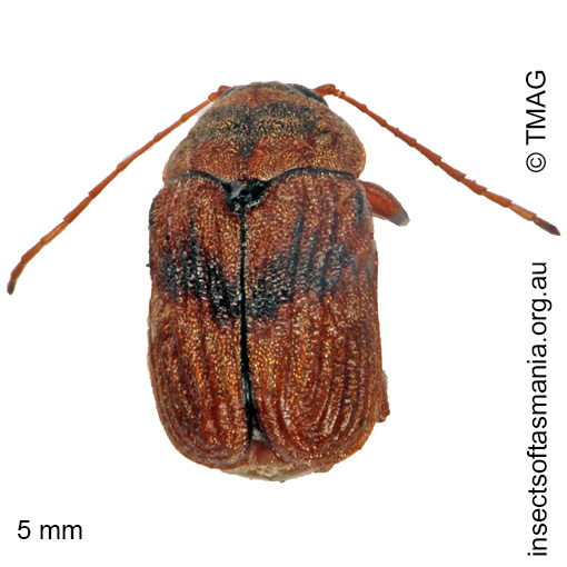 Species image