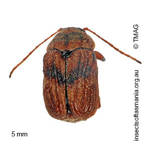 Cadmus pacificus