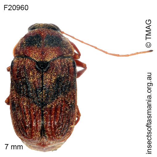 Species image
