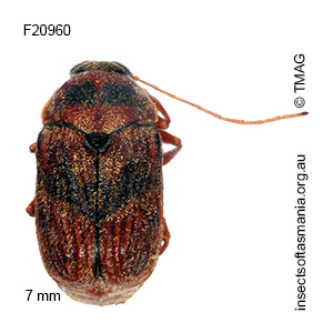 Cadmus strigillatus