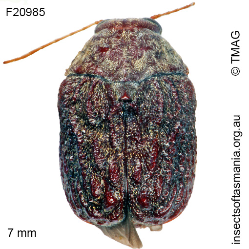 Species image