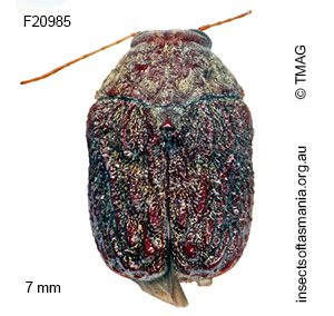 Cadmus tasmaniae
