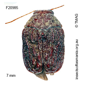 Cadmus tasmaniae