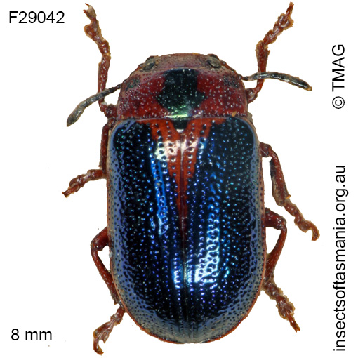 Species image