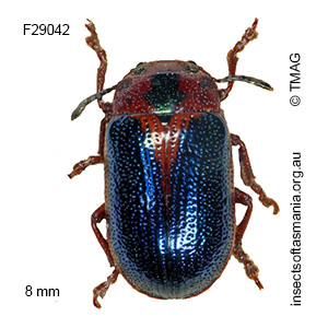 Calomela curtisi