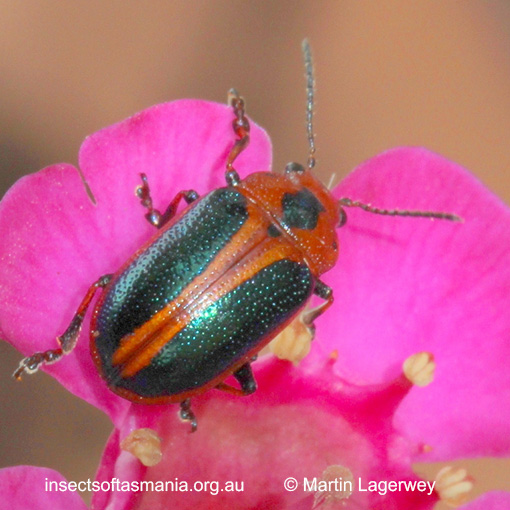 Species image