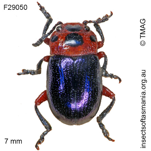 Species image