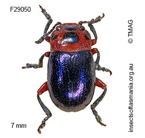 Calomela moorei